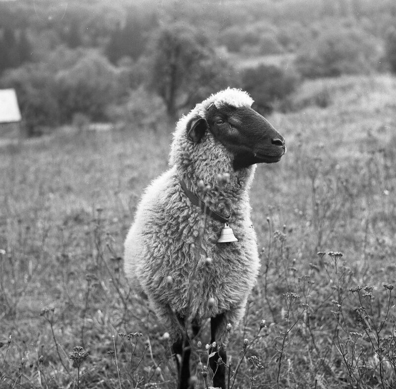 Sheep with Bell