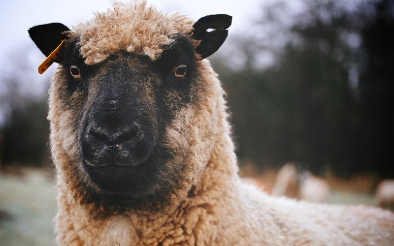 sheep with black face