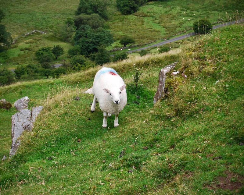 Sheep with Colored Markings