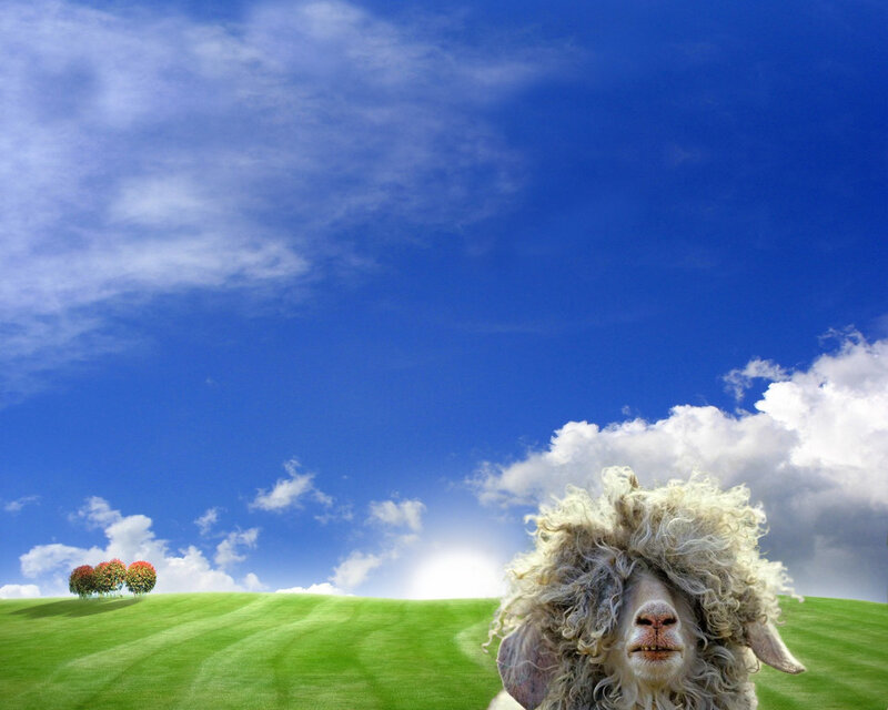 Sheep with Curly Wool