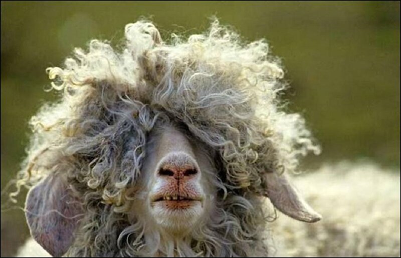 Sheep with Curly Wool — White, Calm