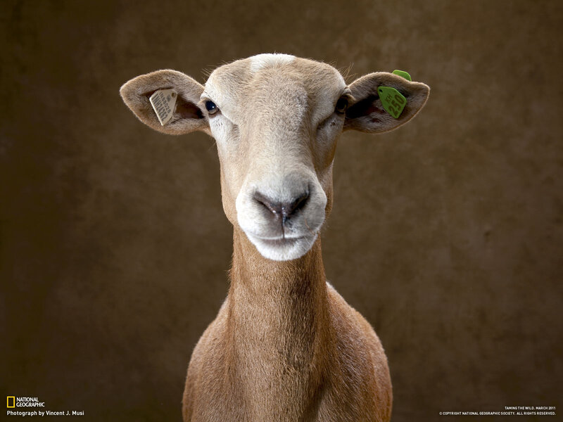 Sheep with Ear Tags — Brown
