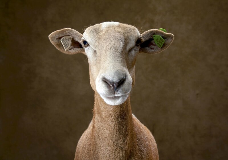Sheep with Ear Tags