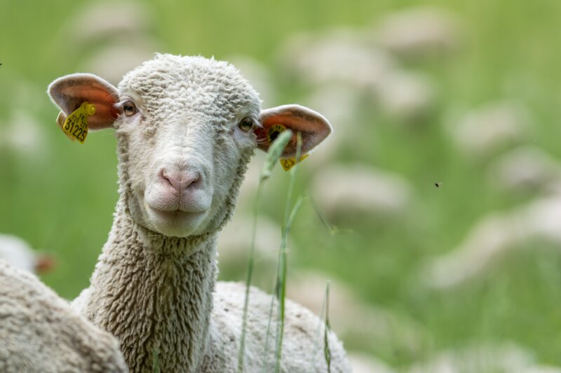 Sheep with Ear Tags — White