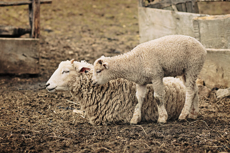 Sheep with lamb in pen