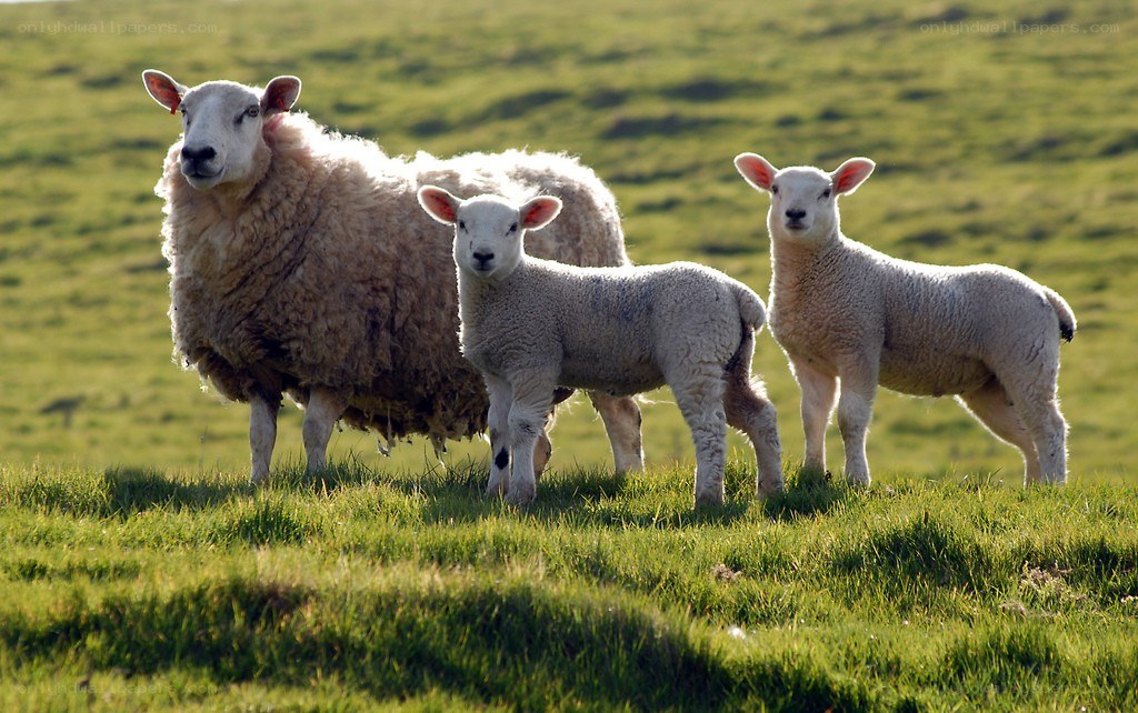 Sheep with lambs in a field