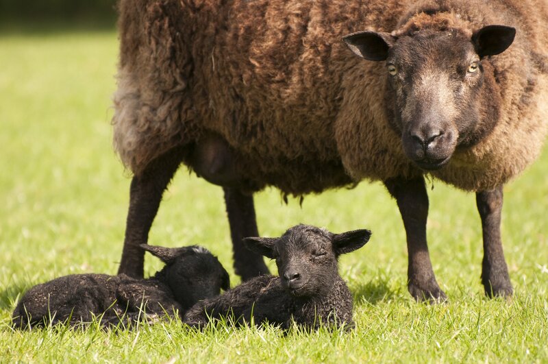 Sheep with lambs in a field