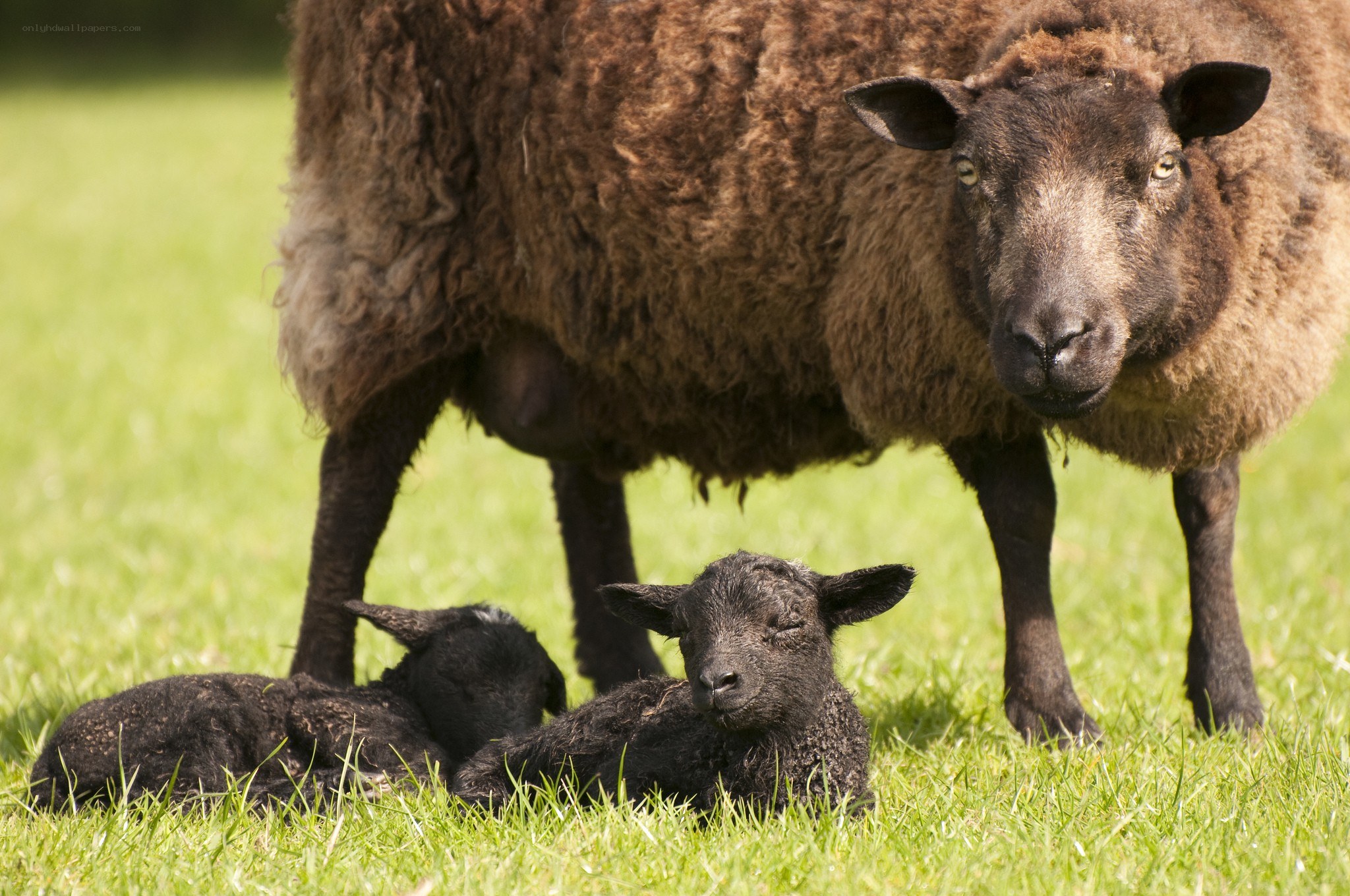 Sheep with lambs in a field