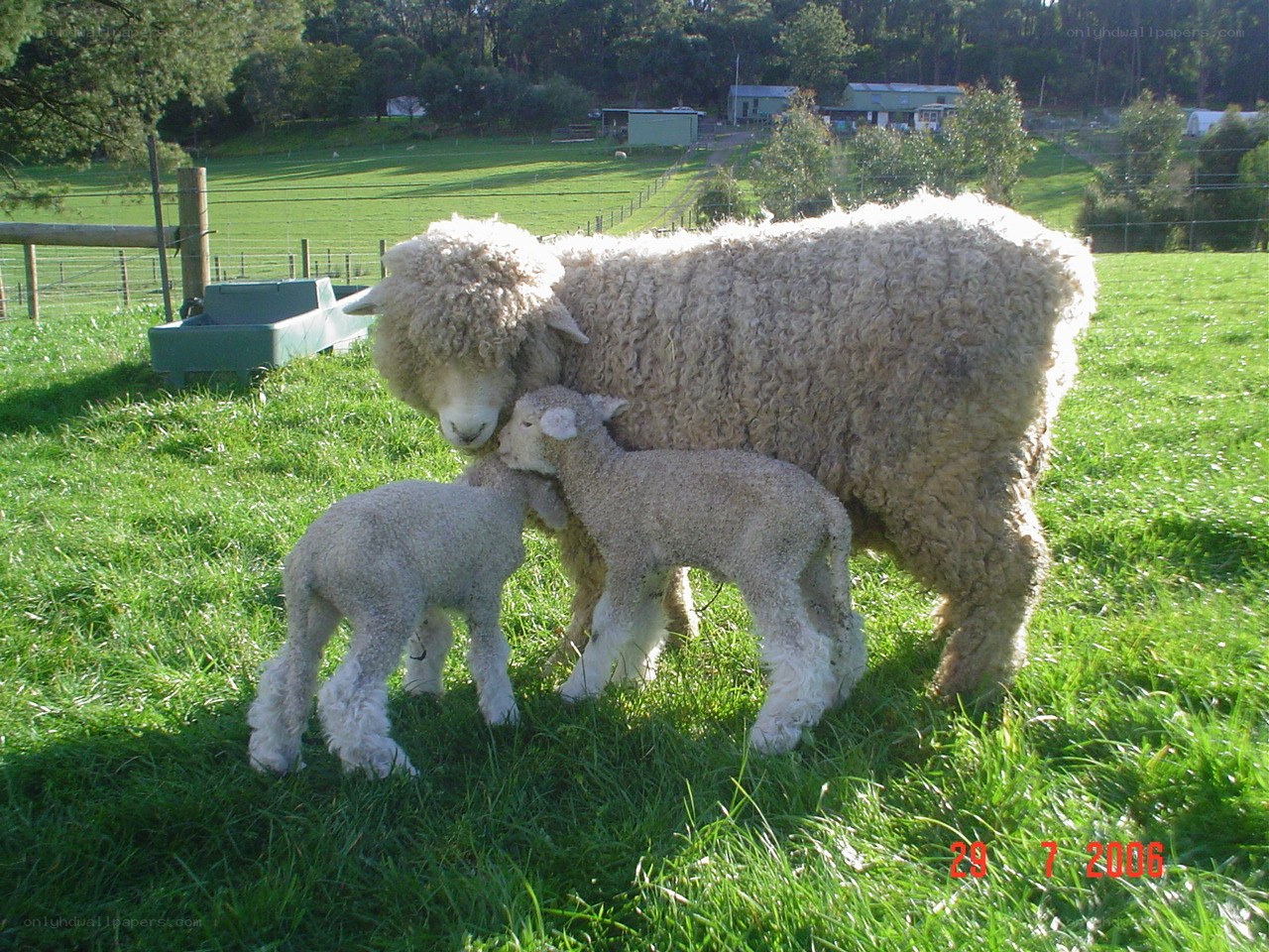 Sheep with lambs in a field