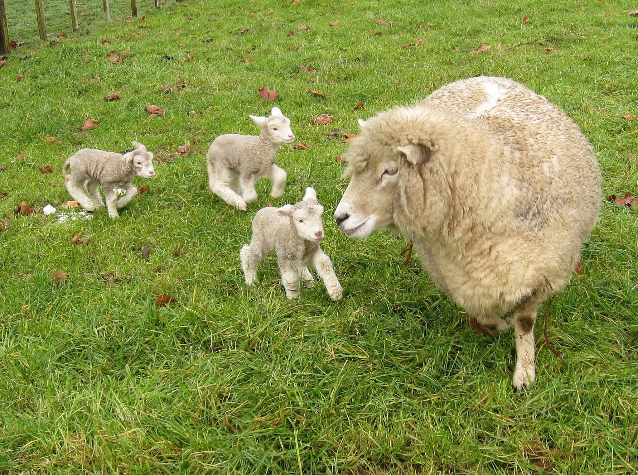 Sheep with lambs in field