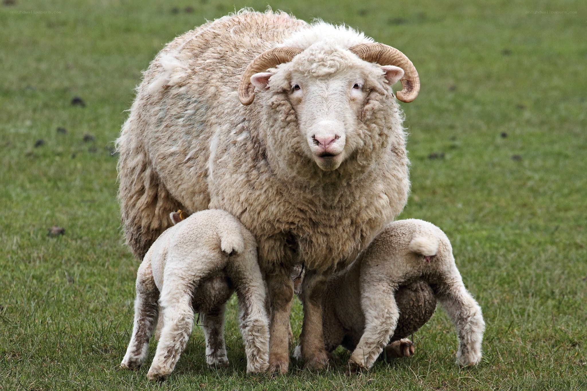 Sheep with lambs in field