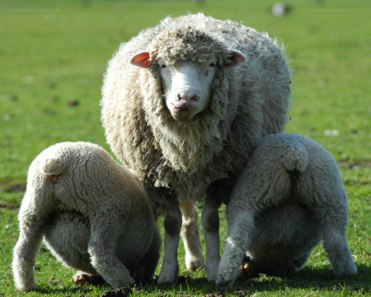 Sheep with lambs in field