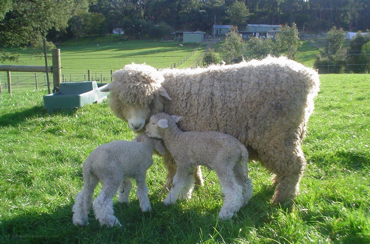 Sheep with lambs in field