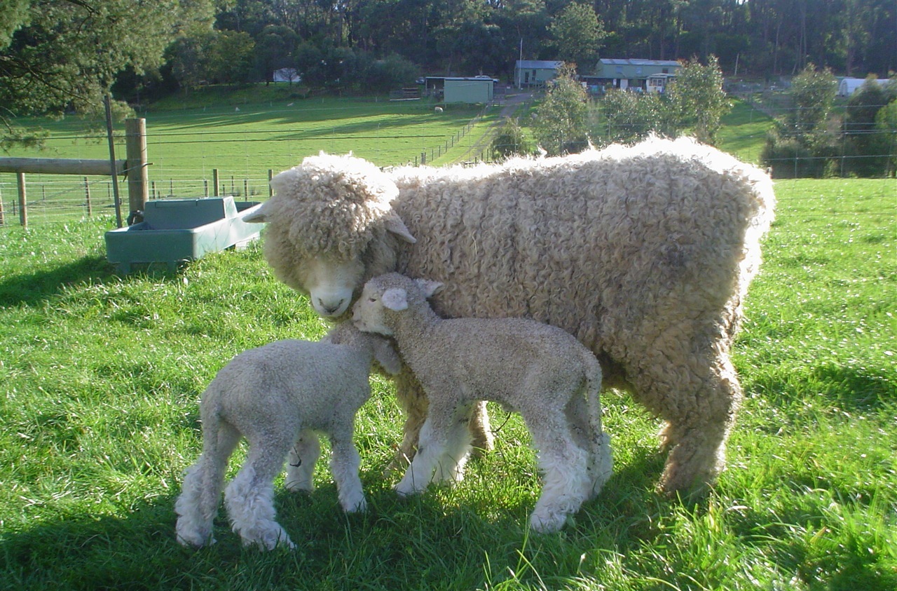 Sheep with lambs in field