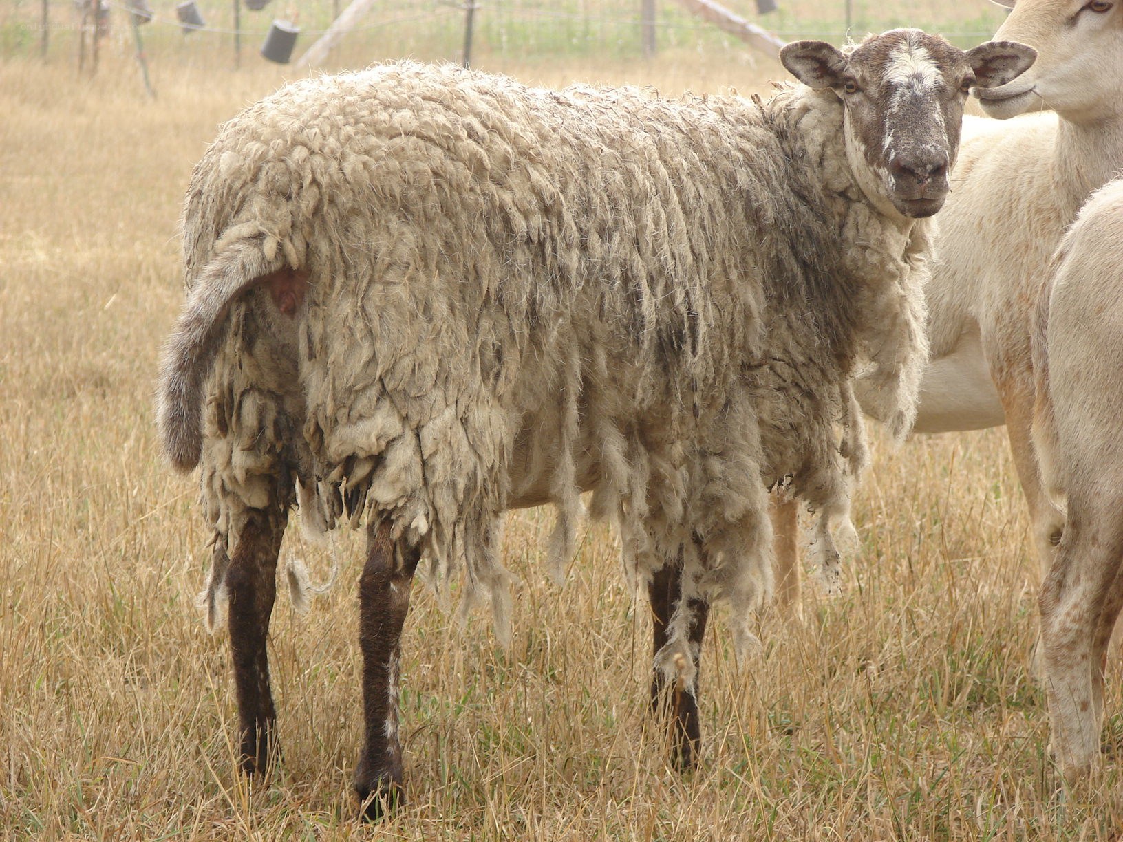 sheep with long wool