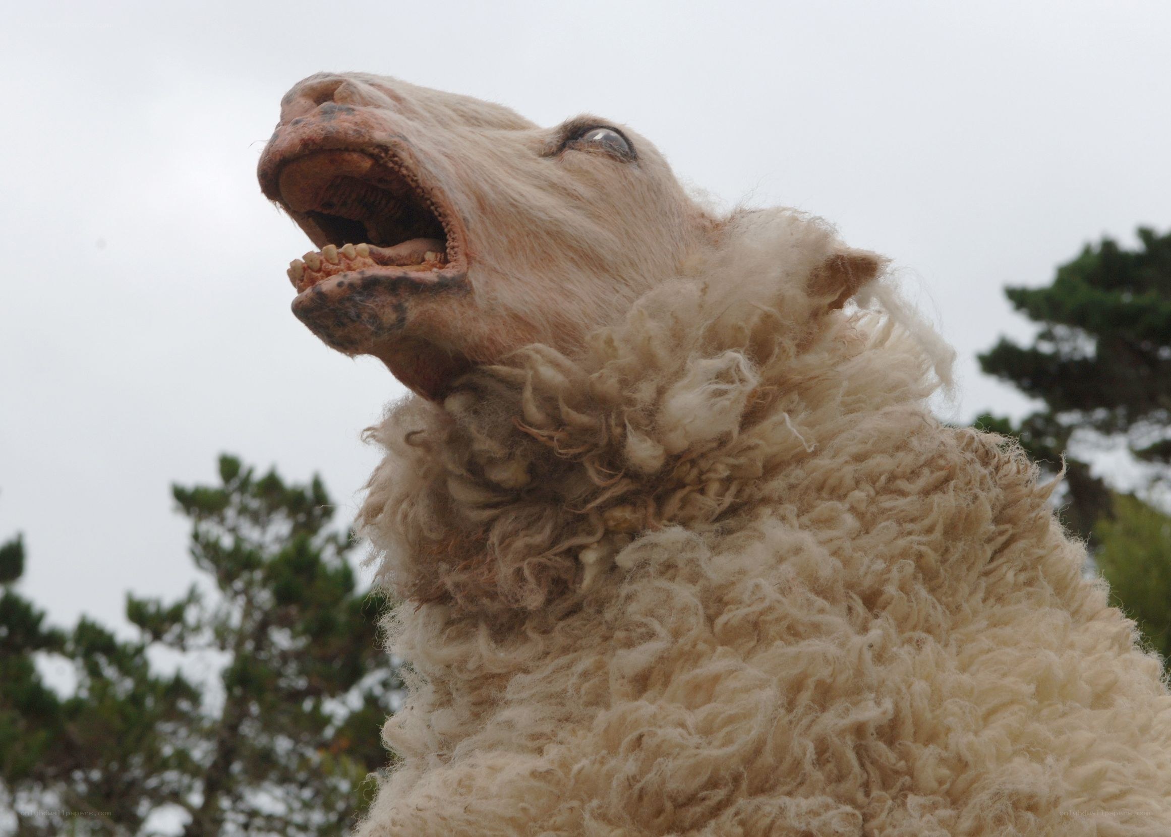 sheep with open mouth