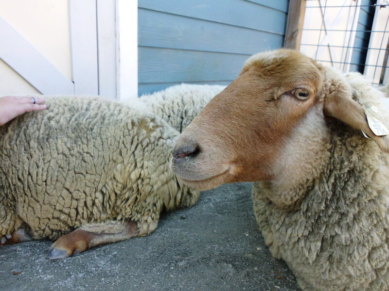 Sheep with Tag