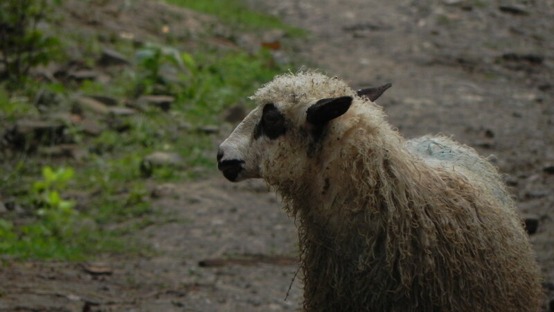 Sheep with Wet Wool