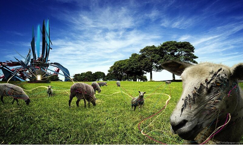 Sheep with wires in a field