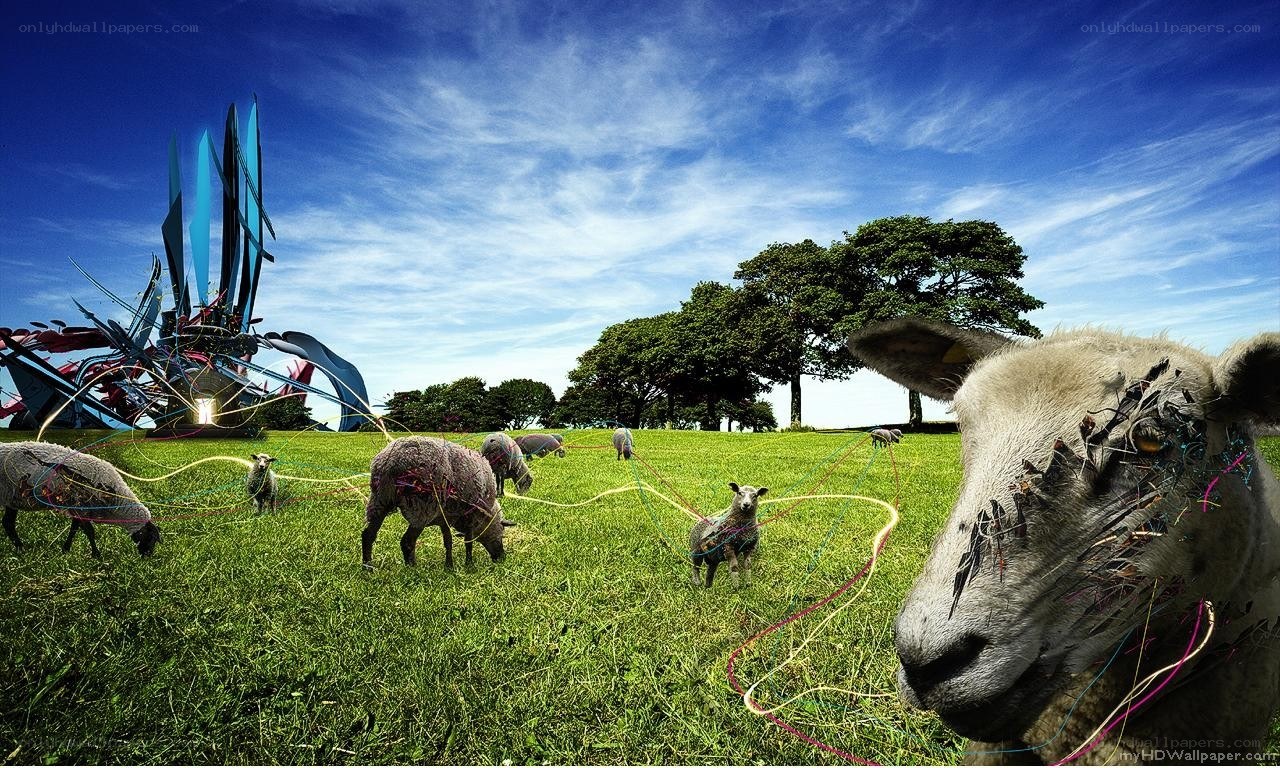 Sheep with wires in a field