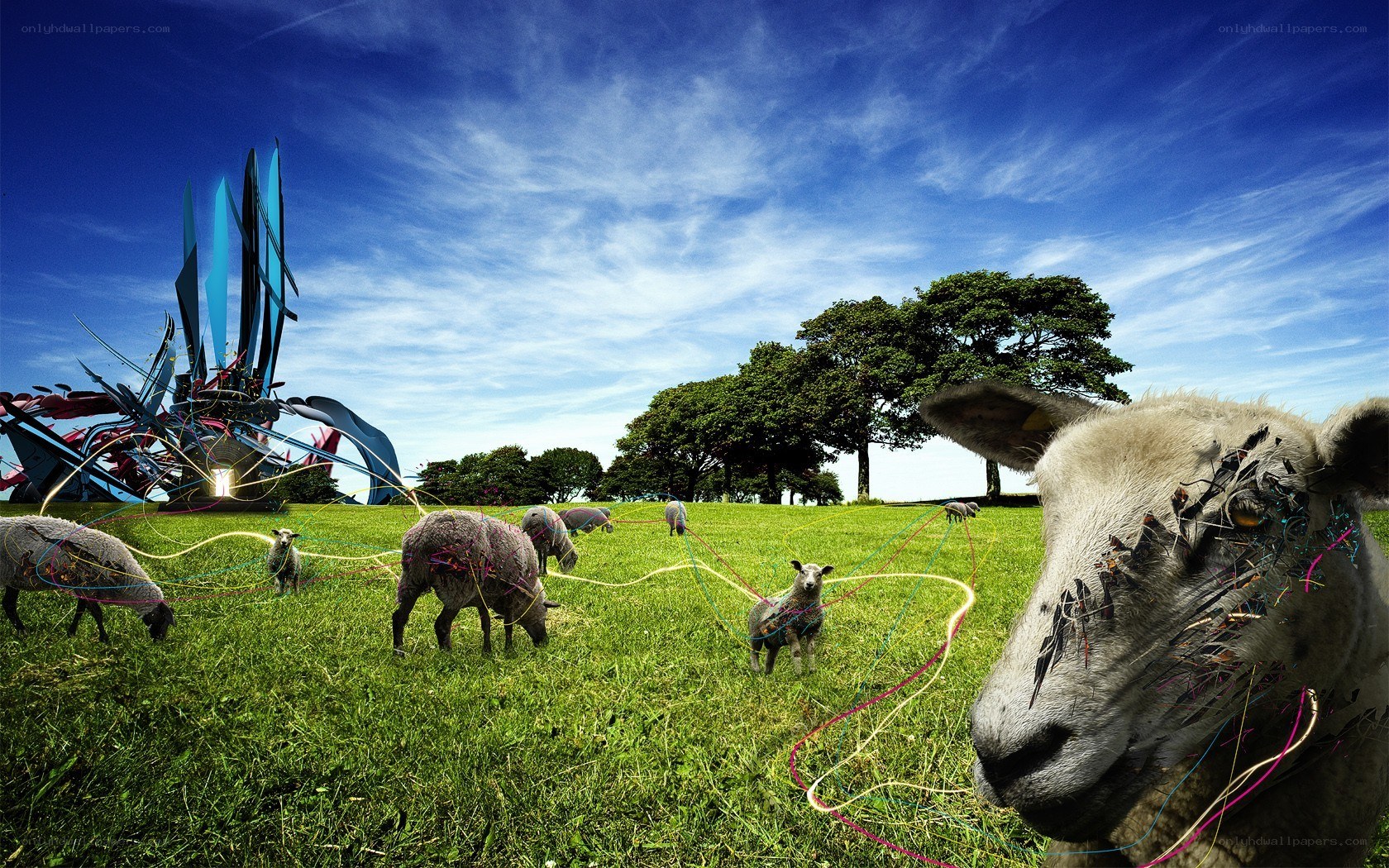 Sheep with wires in a field