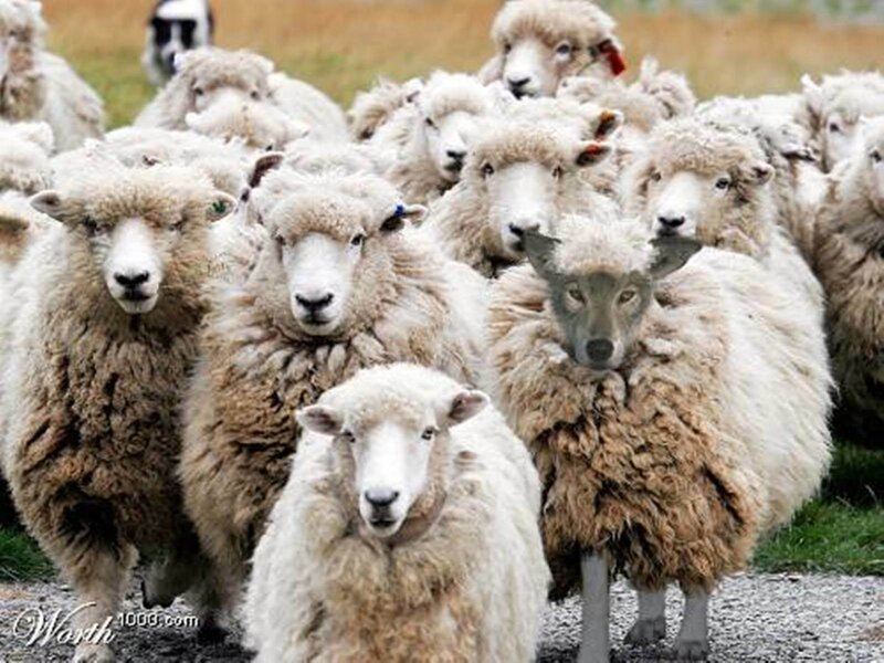 Sheep with Wolf Face