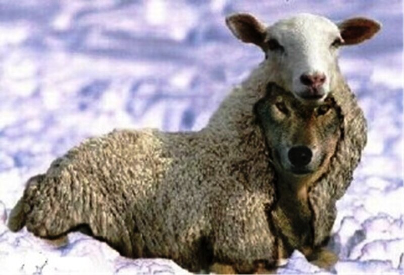 Sheep with Wolf Head