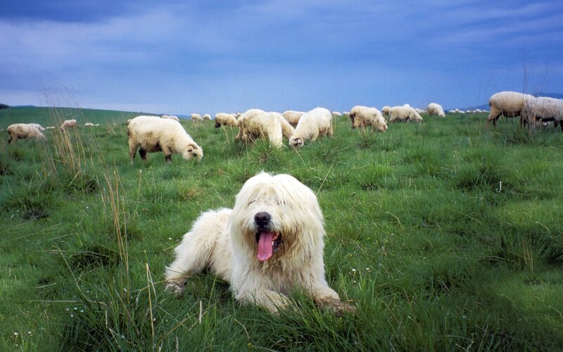 sheepdog guarding flock