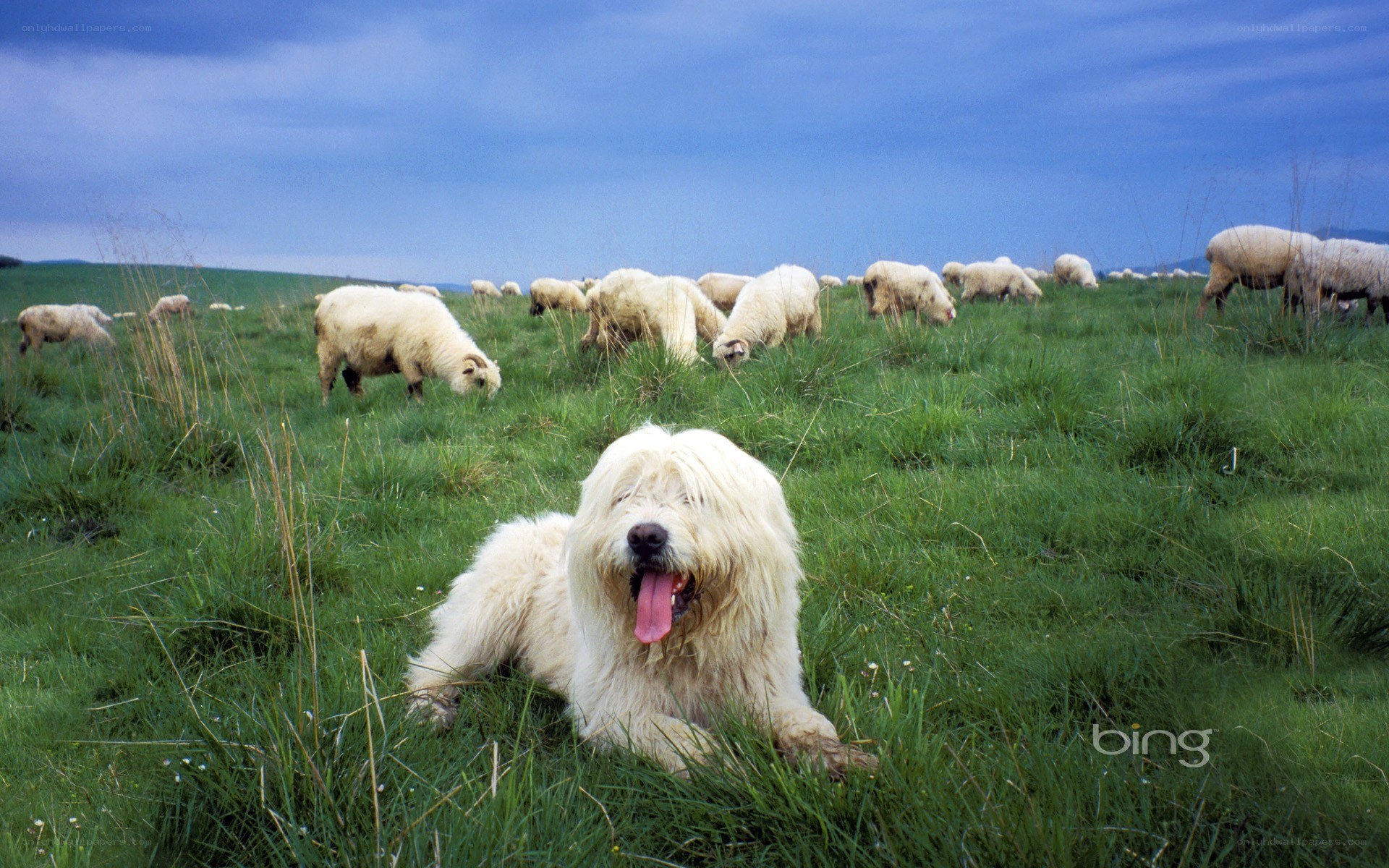 Sheepdog with flock in field