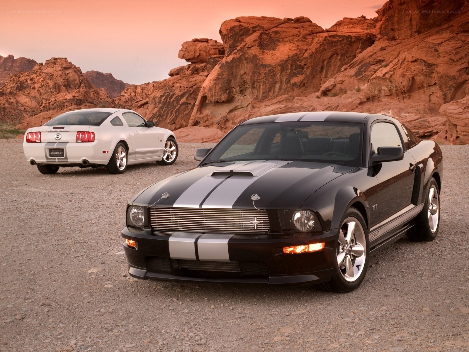 Shelby GT Mustangs in desert