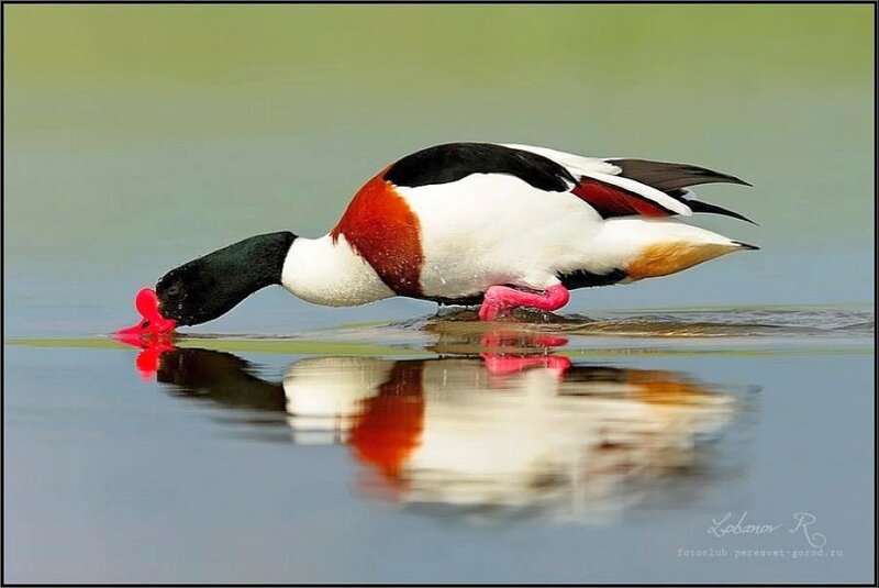 Shelduck Drinking Water — White
