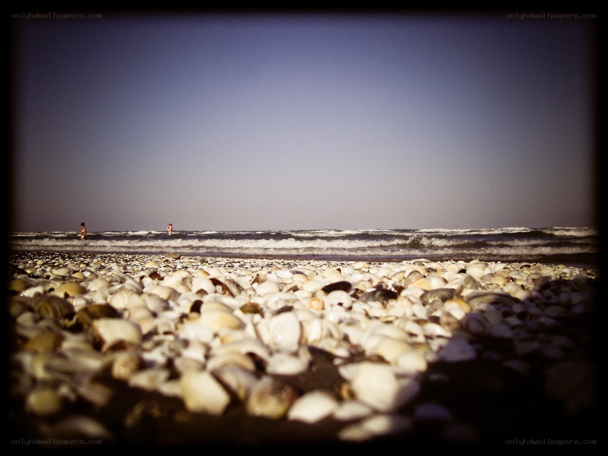 Shell-covered beach at dusk