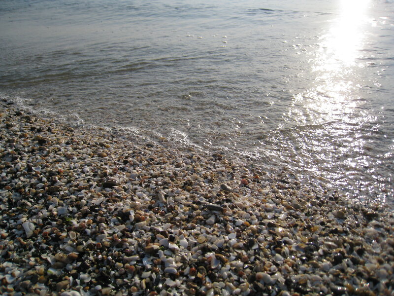 Shell-covered Beach — Gray, Calm