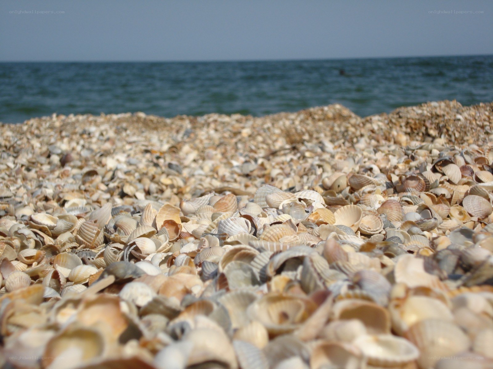 Shell-covered beach shore