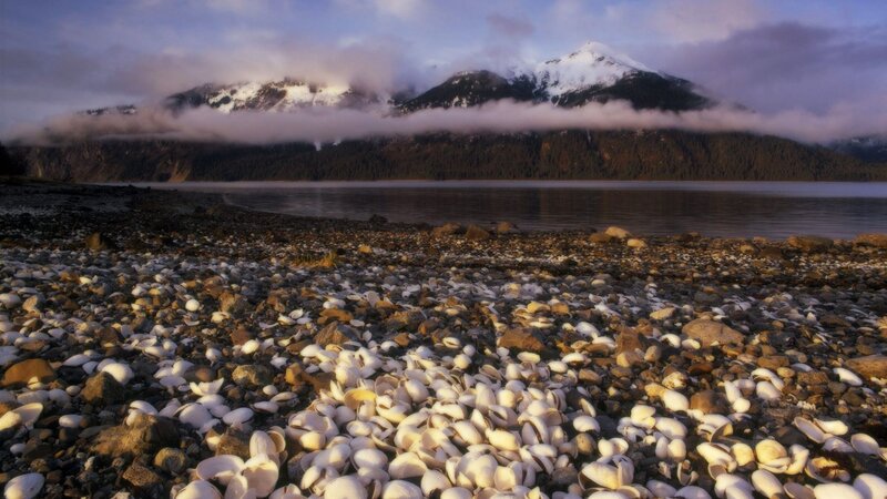 Shell-covered Beach