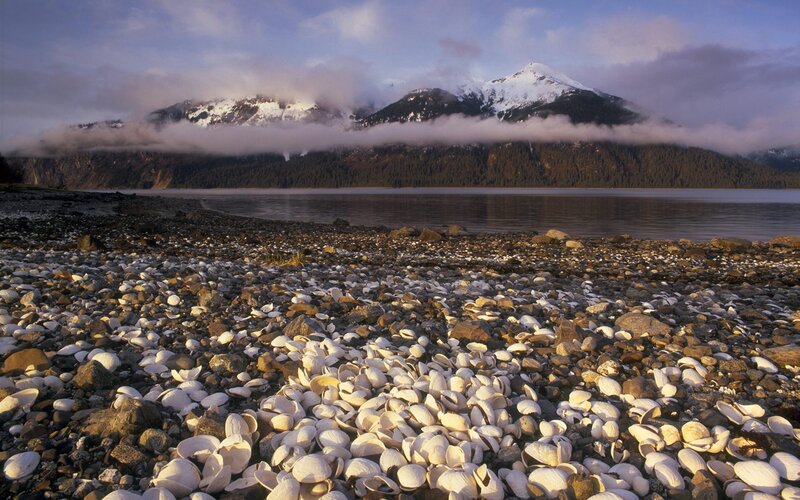 Shell-covered Beach — White, Serene, Morning, Photograph