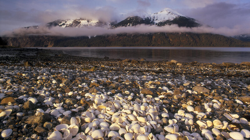 Shell-covered beach with mountains