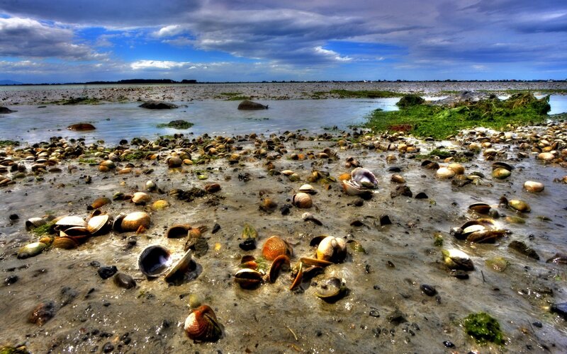 Shell-covered tidal flats