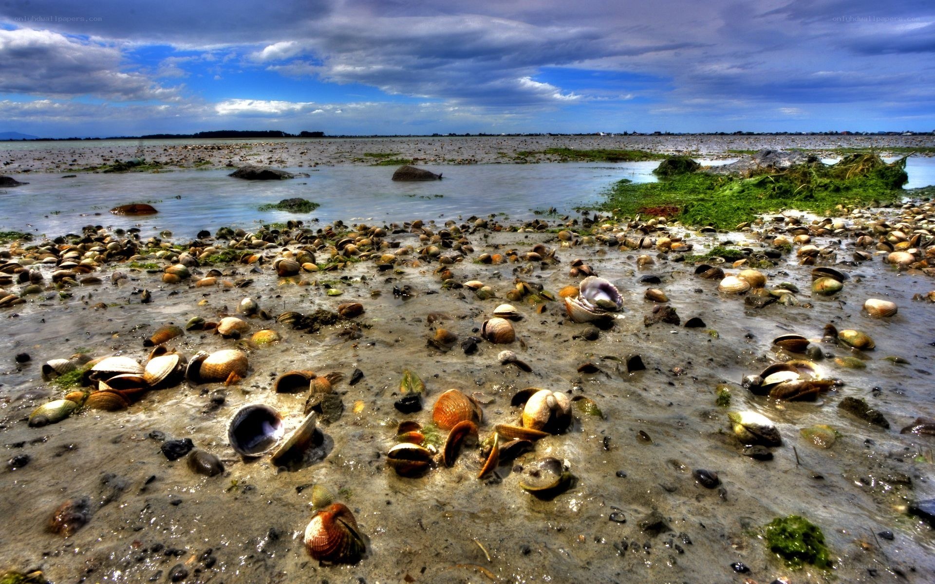 Shell-covered tidal flats