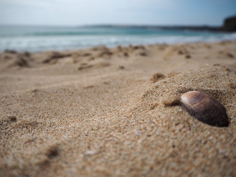 Shell in Sand on Beach