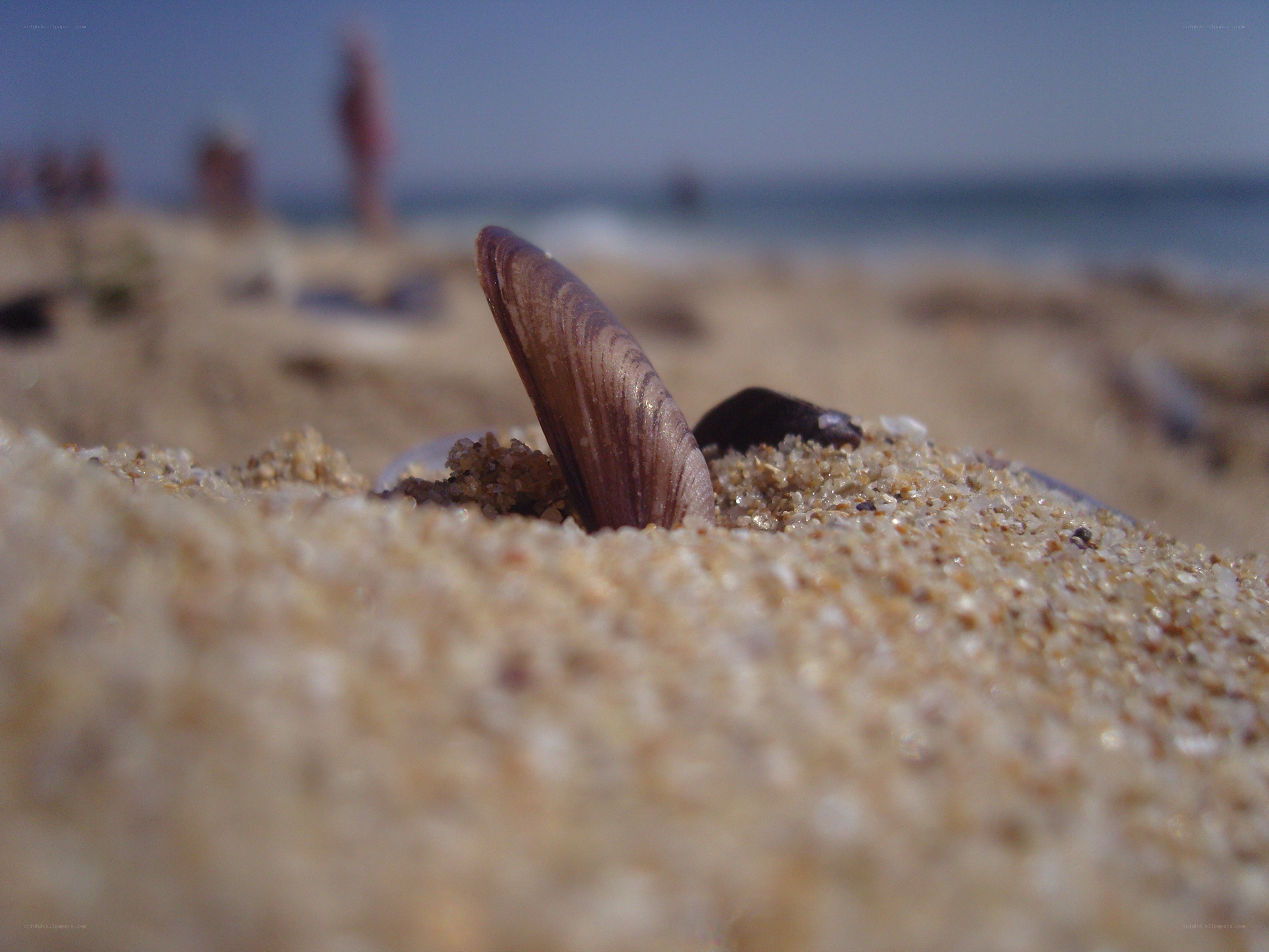 Shell on sandy beach