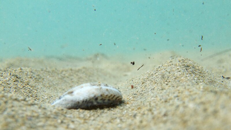 Shell on Sandy Seabed