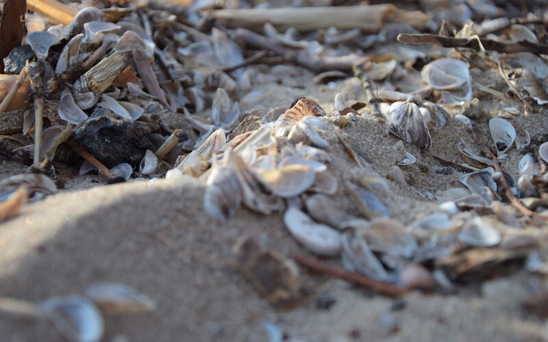 Shells and Driftwood on Beach