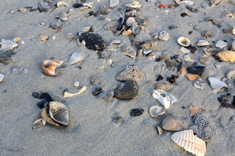 Shells and Pebbles on Sand