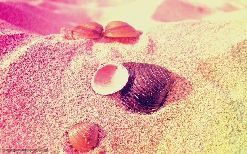 Shells in Sand