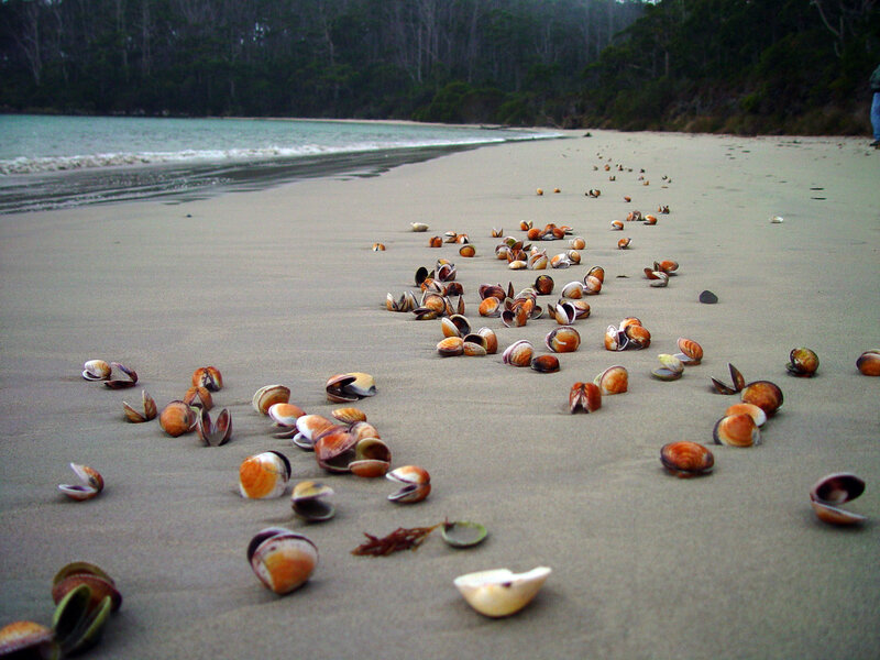 Shells on a sandy beach