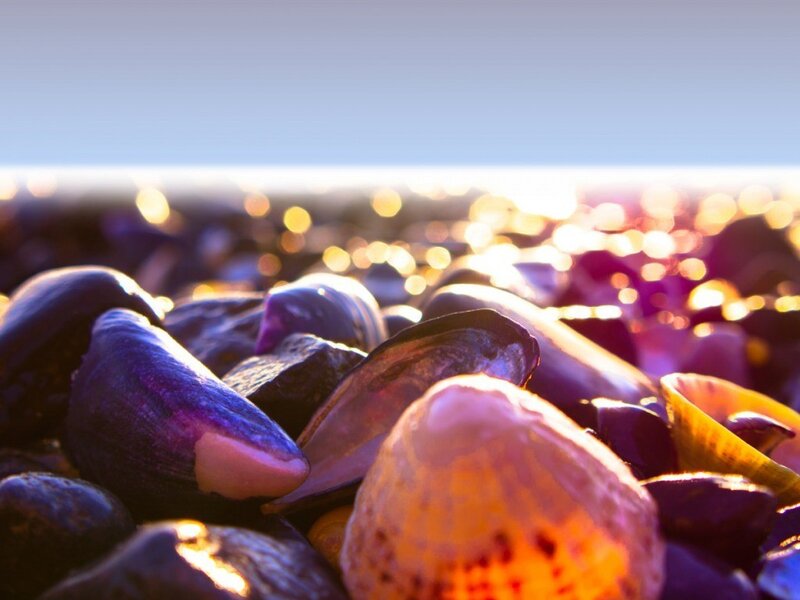 Shells on Beach at Sunset — Purple, Serene, Photograph