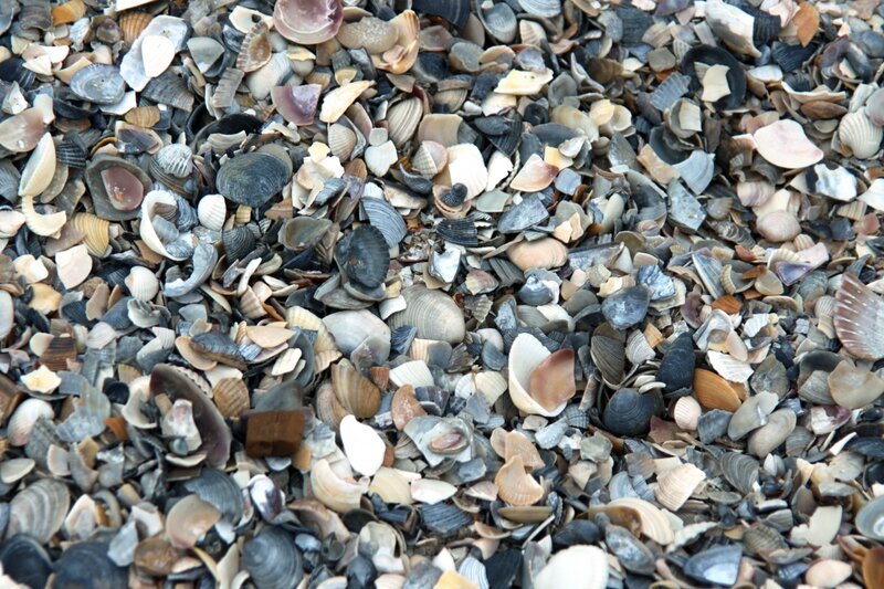Shells on Beach — Gray