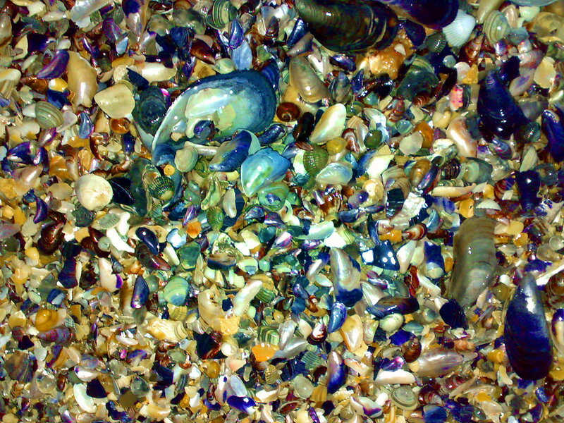 Shells on Beach