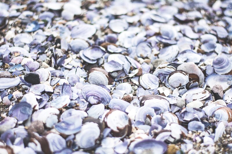 Shells on Beach — White